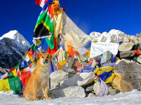 Rupee, el primer perro en escalar el Everest