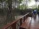 Nutrias y mapaches ingresan por el río Daule al Parque Histórico de Samborondón, donde habrá reforestación con manglar 