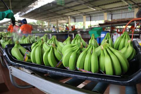 Rusia importará más banano desde India, mientras que otras compañías ecuatorianas suplen la fruta que cinco exportadoras sancionadas no envían a ese mercado 
