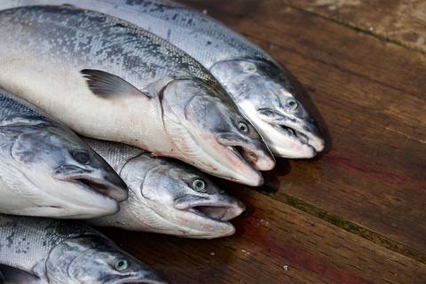 Pescados saludables recomendados para comer en vez de carne esta Semana Santa