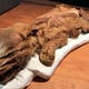 Buscaban oro pero hallaron los restos más antiguos de especímenes que vivieron al final de la Edad de Hielo 