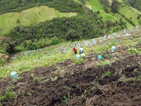 Altos costos de producción de papa en Ecuador, desde la pandemia del COVID-19, obligan a cambiar de línea de negocio, en Carchi 