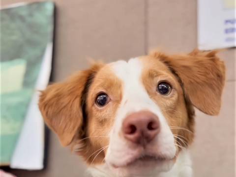 Wilson pasó de ser un perro callejero en Puerto Santa Ana a ‘servidor público’ canino 