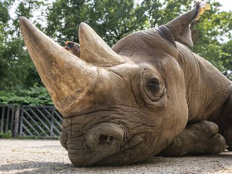 Cinco rinocerontes negros son reubicados para la supervivencia de su especie