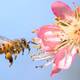 Cambio climático: ¿por qué sería una catástrofe que desaparecieran las abejas y qué puedes hacer tú para evitarlo?