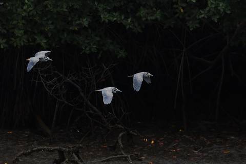 Ministerio del Ambiente confirmó brote de influenza aviar en manglares de El Morro y activó nuevos protocolos 