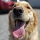 Las sanciones por mala tenencia de mascotas en Quito