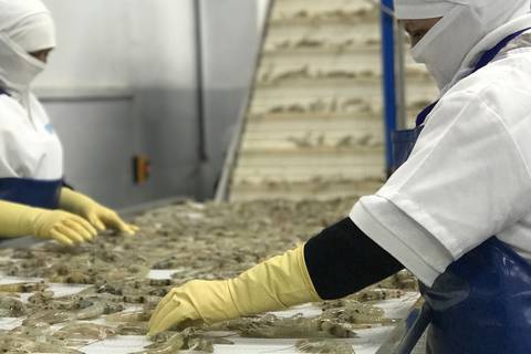 Camarón destronó por primera vez al petróleo en este 2023 como primer producto de exportación con $ 314 millones