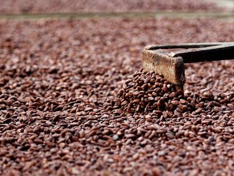 Exportaciones de cacao crecen 45 % por alza en precio internacional que se disparó de $ 2.500 a $ 4.100 la tonelada