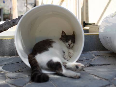 El reto de alimentar a una superpoblación de gatos en Chipre
