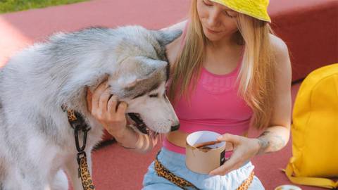 Qué pasa si le das avena a tu perro: Estos son los efectos del cereal en la salud de tu mascota