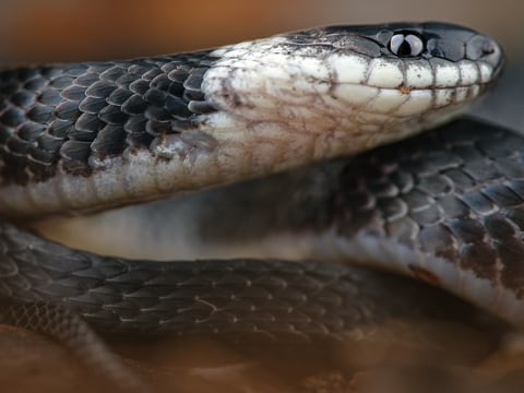 Nueva especie endémica de serpiente cafetera fue descubierta en los bosques de la Sierra en Ecuador