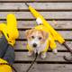 Pasear al perro en días lluviosos: ¿es conveniente? Proteja a sus mascotas de la humedad y de las enfermedades de temporada