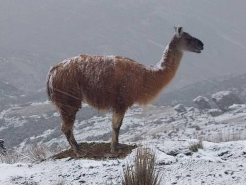 Caída de nieve en Parque Nacional Cajas se tornó en un atractivo especial para quienes visitaron Cuenca 