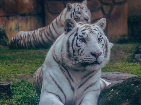 De otro nivel: delincuentes entran a jaula de tigres en un zoológico para robar el dinero de una caja fuerte oculta