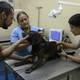 La esterilización de mascotas como prevención aún es baja en Guayaquil