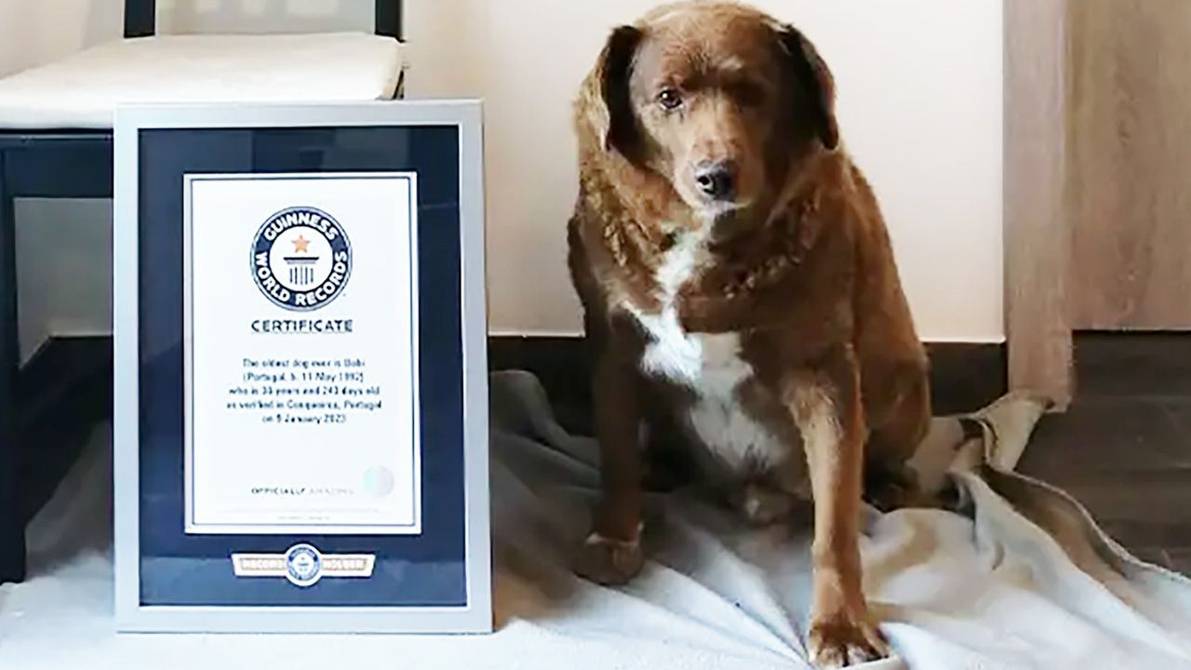 Bobi, o cachorro mais velho do mundo, completa 31 anos |  Internacional |  Notícias