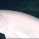 Los misteriosos tiburones vaca son registrados por primera vez en Galápagos