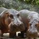 Esterilizan a hipopótamos descendientes de los llevados por Pablo Escobar en la década de los 80