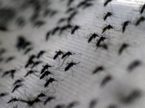 La malaria evoluciona a una cepa resistente a fármacos en el sudeste de Asia