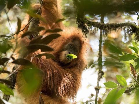 Orangutanas recuperan su vida salvaje en Indonesia