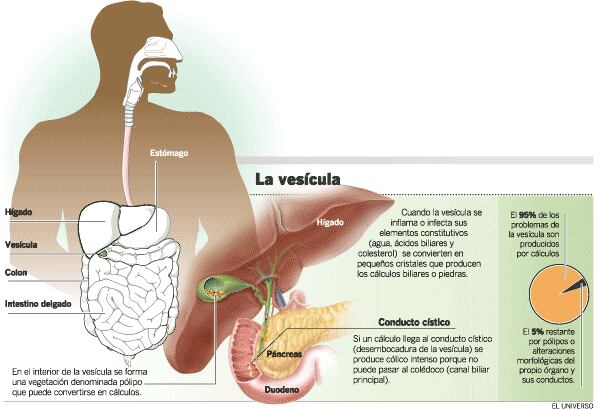Nauseas Y Colico Despues De Comer Cuidado Con La Vesicula Salud La Revista El Universo