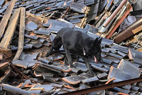 Elsa es la perra socorrista que busca sobrevivientes bajo los escombros del terremoto de Japón