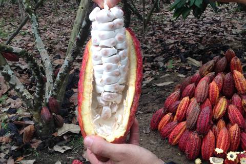 La tonelada de cacao alcanza un precio récord de 10.000 dólares en la Bolsa de Valores de Nueva York