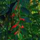 Una nueva especie de planta se registra en Ecuador, es la Columnea fluidifolia, que es parte de la dieta de los colibríes