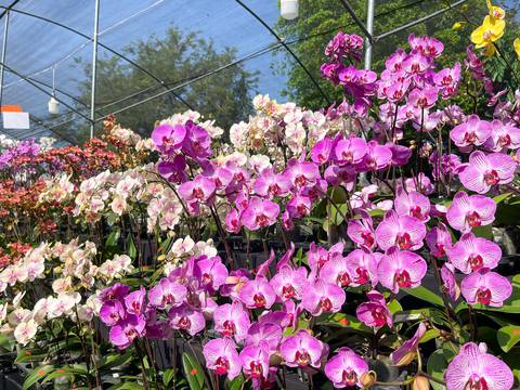 Garden Fest, exhibición de orquídeas y plantas tropicales en Guayaquil abierta hasta el domingo 26 de noviembre