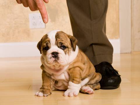 Un desgarrador estudio muestra los efectos a largo plazo de gritarle a tu perro
