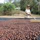 Café ecuatoriano cae drásticamente en cosecha y venta