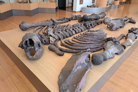 Restos fósiles gigantes, réplicas de fauna antigua y objetos ancestrales en ruta de museos peninsulares