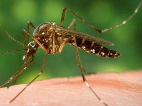 El zancudo también puede transmitir zika, según estudio 