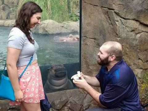 Fiona, una hipopótamo bebé, es testigo de una propuesta de amor 