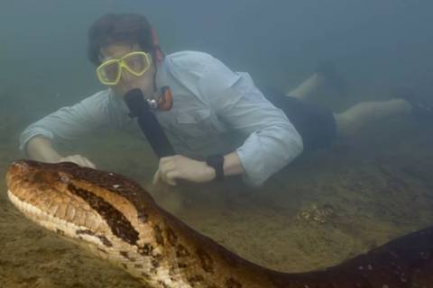 Nueva especie de anaconda verde fue descubierta en Ecuador mientras se grababa documental de Will Smith