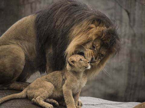 Zoológico de Oregon graba en video primer encuentro de un león con sus cachorros 