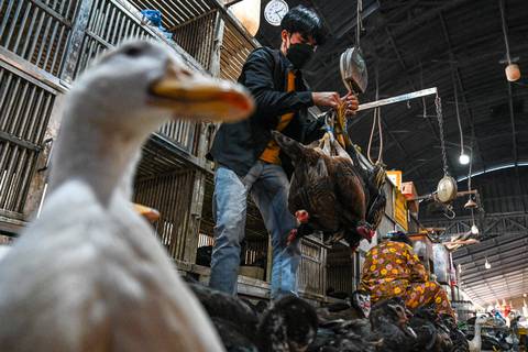 OMS calificó de ‘preocupante’ la situación de gripe aviar por contagio entre humanos en Camboya