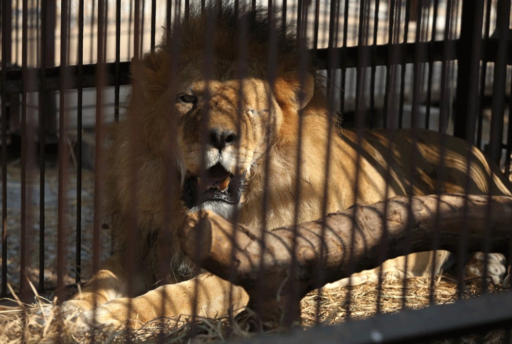 33 leones rescatados del maltrato en circos de Perú y Colombia viajan a  Sudáfrica | Ecología | La Revista | El Universo