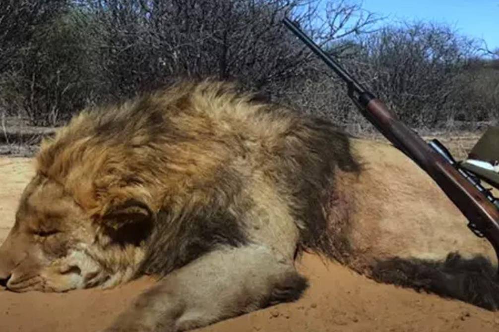 VIDEO: Crían a más de 12 000 leones para que turistas los maten cruelmente  en Sudáfrica | Ecología | La Revista | El Universo
