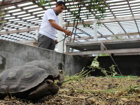 205 tortugas gigantes irán a isla Santa Fe como homenaje al Solitario George