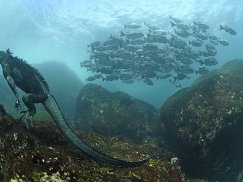 Fotografías de Galápagos, nominadas en el World Press Photo 2018 en la categoría Naturaleza