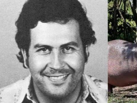 Recomiendan sacrificar a los 'hipopótamos de la cocaína' en Colombia