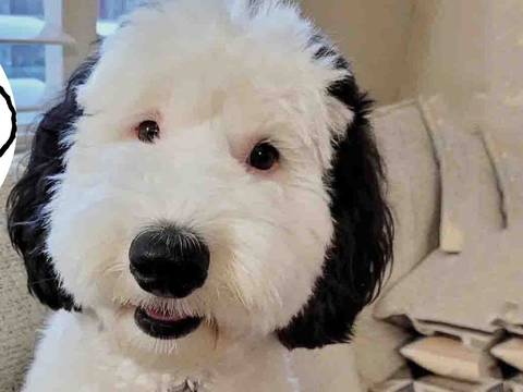 “Snoopy es real”: esta es la perrita que se hizo famosa en redes sociales por ser idéntica a la mascota de Charlie Brown