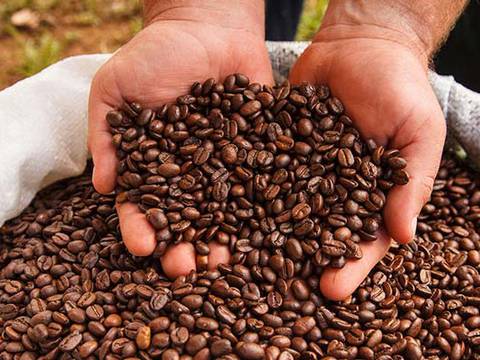 Café resistente al cambio climático llama la atención de Starbucks en Costa Rica