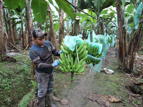 En septiembre se inicia legalización de fincas bananeras, Ministerio de Agricultura proyecta hasta 35 000 hectáreas en la informalidad