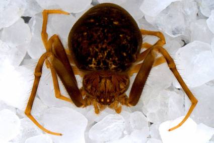 La primera especie de araña encontrada en la copa de los árboles en el parque Yasuní; así la describen los científicos del Inabio