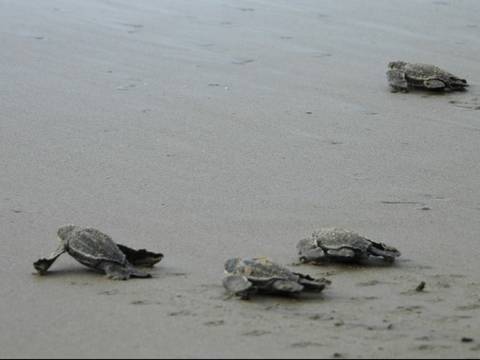 Tortugas laúd, en Manabí y luego de casi 4 décadas de primer registro de eclosión