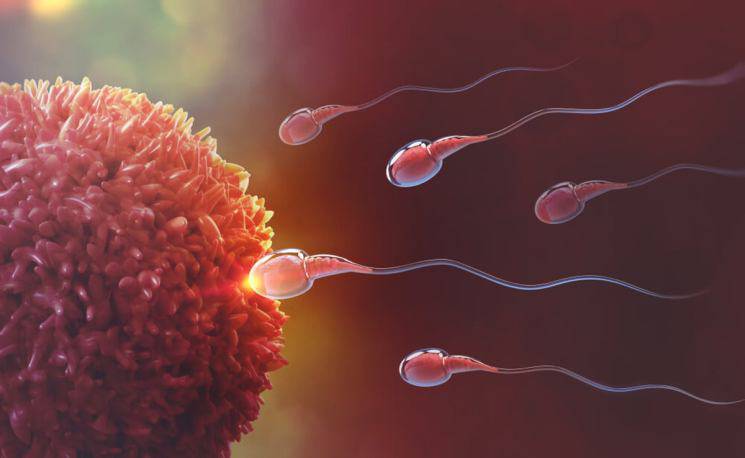 Inexplicable infertilidad? Los óvulos escogen al espermatozoide correcto y  no siempre están de acuerdo con tu elección de pareja | Salud | La Revista  | El Universo