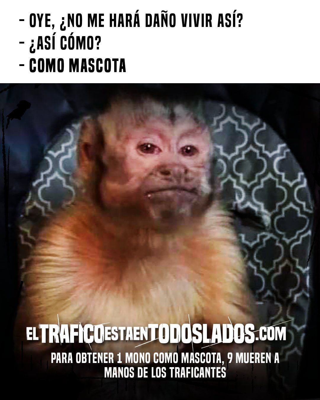 La cruel realidad detrás del meme del mono que se ha viralizado en estos  meses en Ecuador | Ecología | La Revista | El Universo, image size:1081x1351